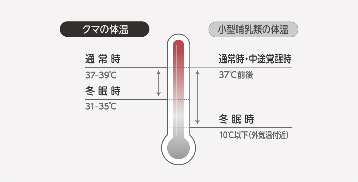 クマ 冬眠 体温