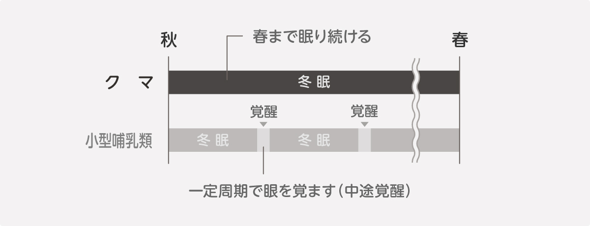 冬眠 中途覚醒