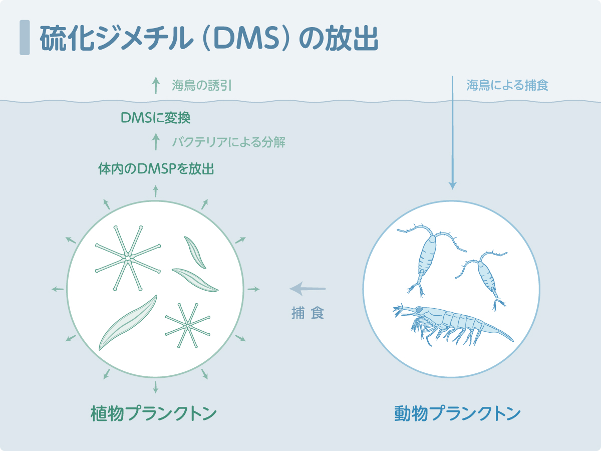 硫化ジメチル