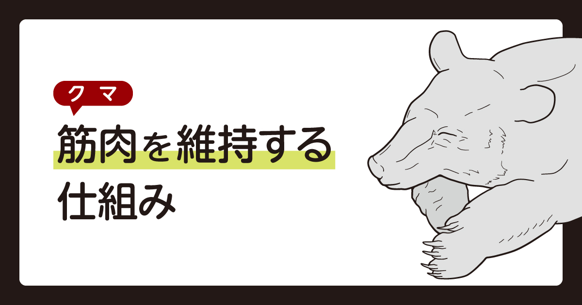クマ　冬眠　筋肉