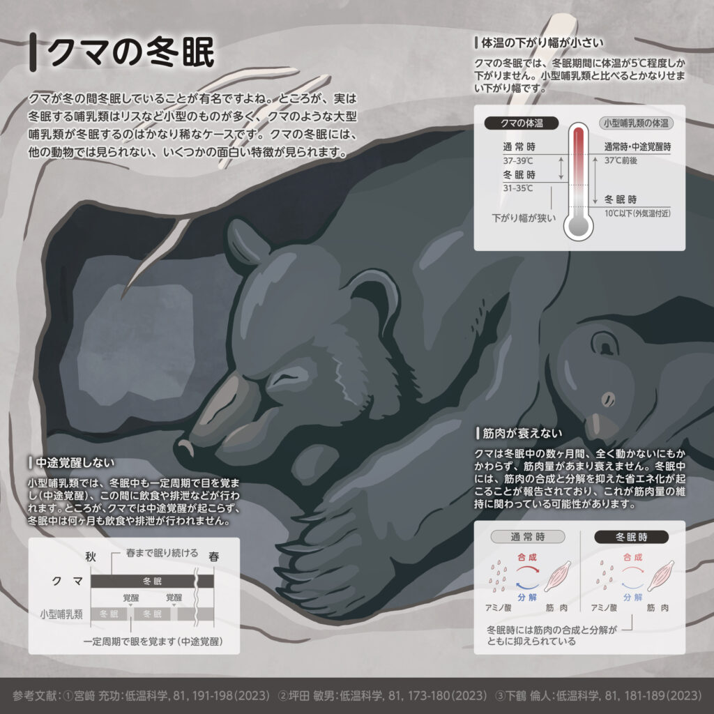 クマ　ツキノワグマ　冬眠