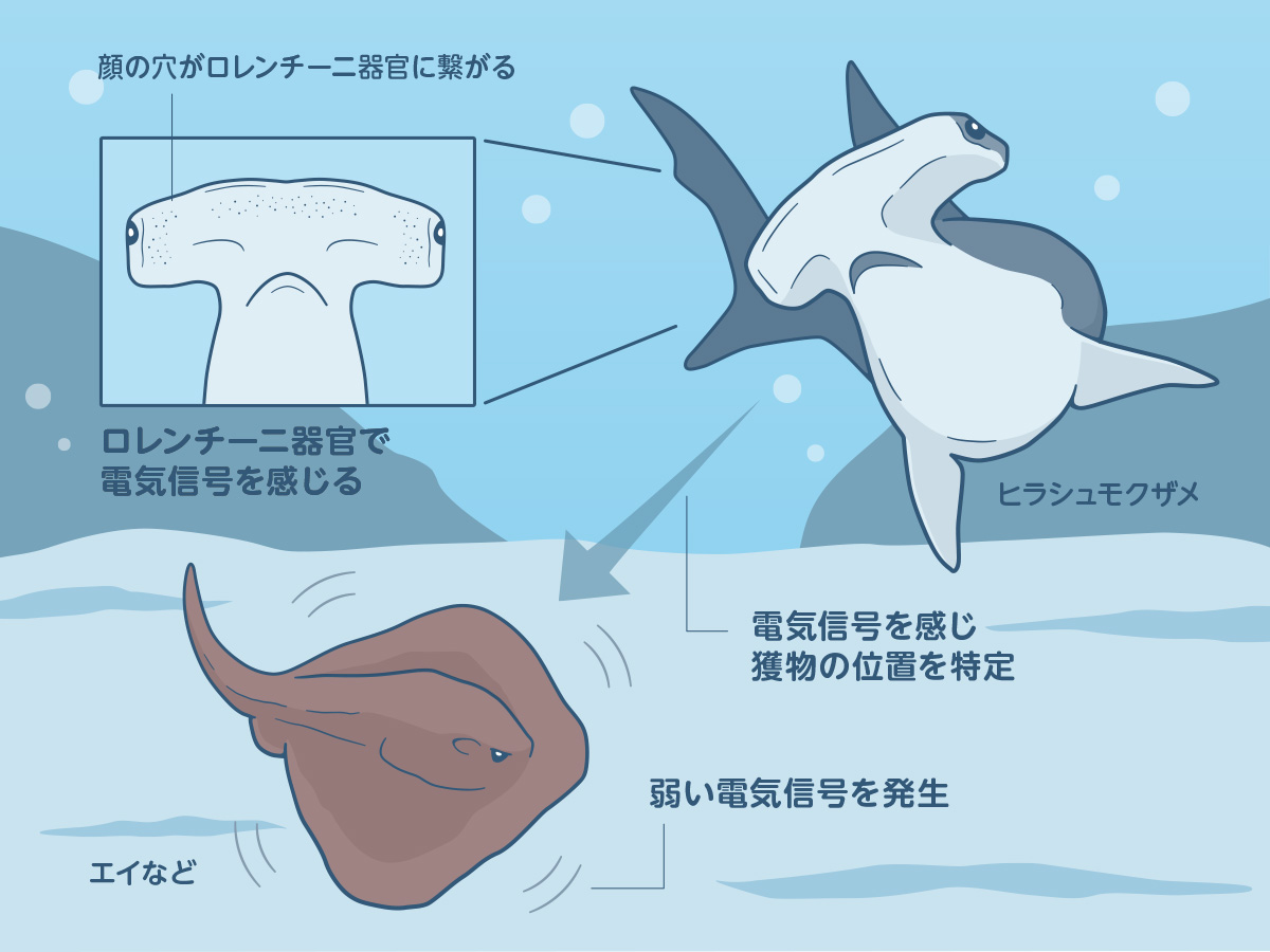 ヒラシュモクザメ
餌 ロレンチーニ器官