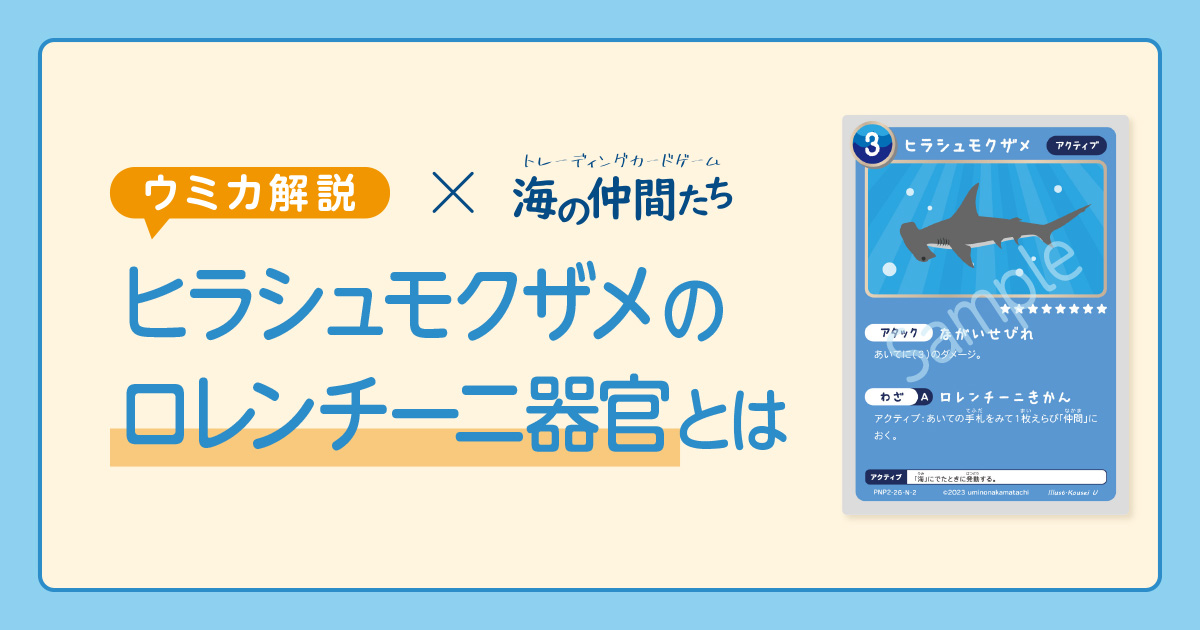 ヒラシュモクザメ ロレンチーニ器官