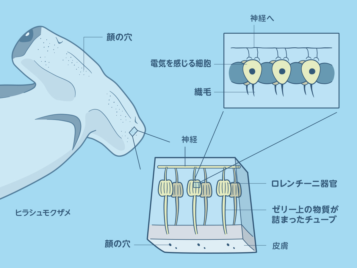 ヒラシュモクザメ
ロレンチーニ器官