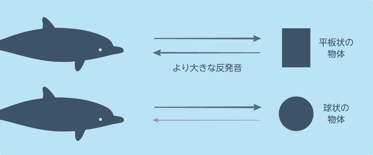 イルカ　エコーロケーション