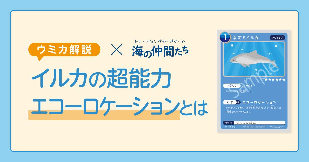イルカ　エコーロケーション