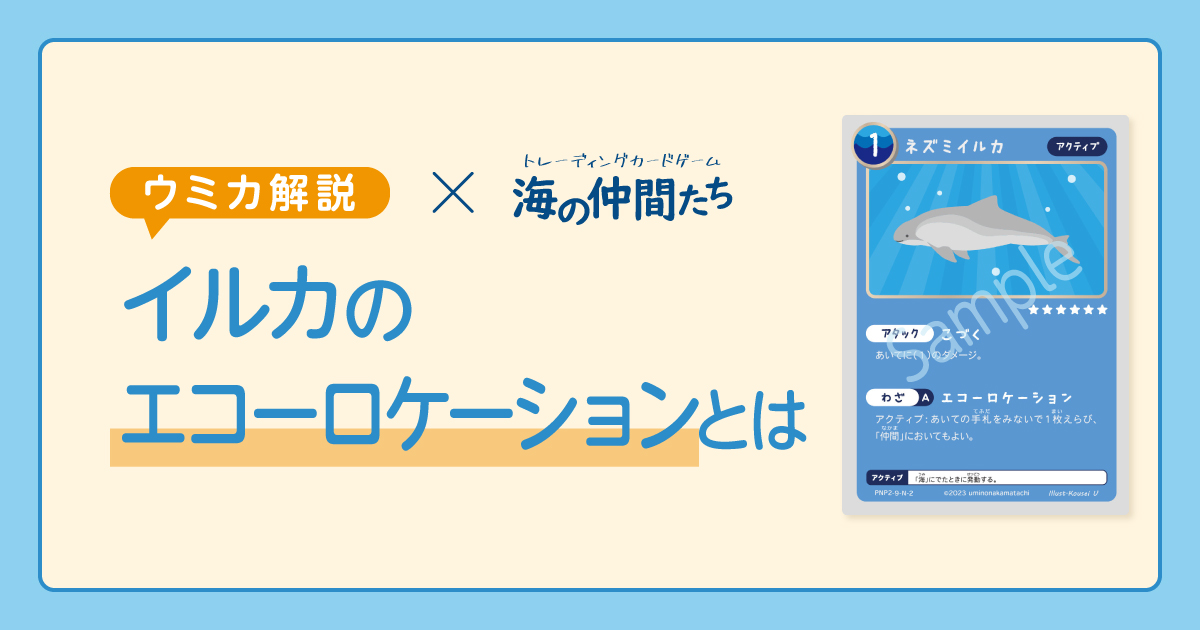 イルカ エコーロケーション