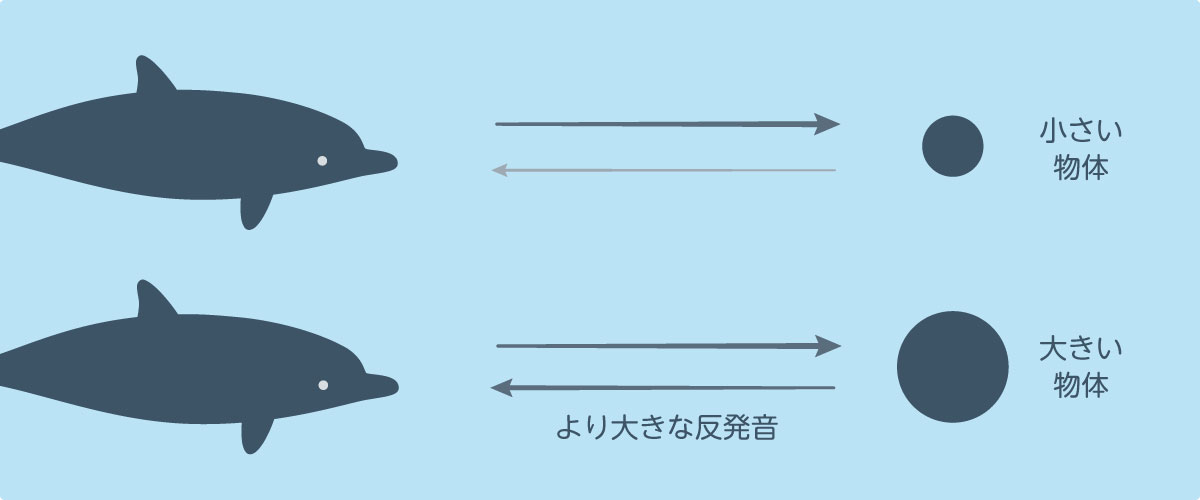 イルカ　エコーロケーション