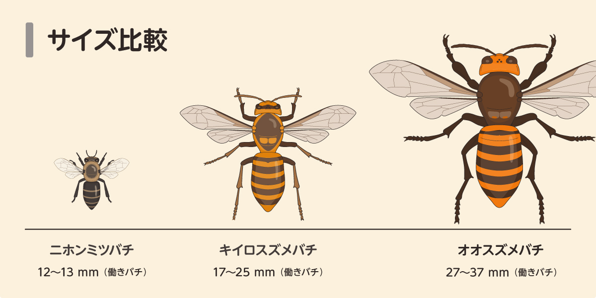 ニホンミツバチ　キイロスズメバチ　オオスズメバチ
