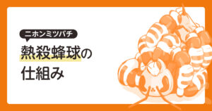 ニホンミツバチ　熱殺蜂球
