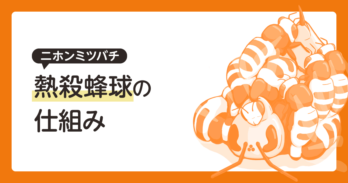 ニホンミツバチ　熱殺蜂球