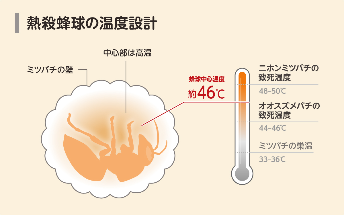 熱殺蜂球　温度